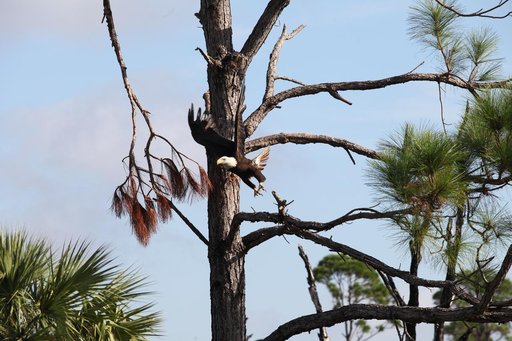Nature Photography - Bald Eagle