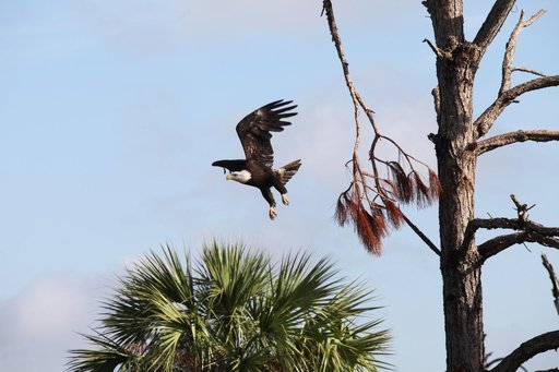 Nature Photography - Bald Eagle