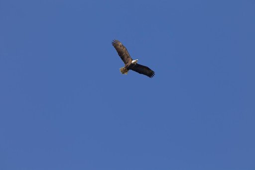 Nature Photography - Bald Eagles