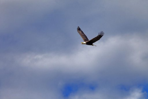 Nature Photography - Bald Eagles