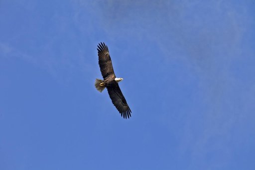 Nature Photography - Bald Eagles