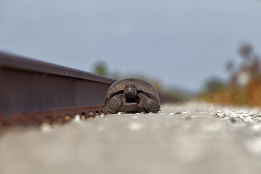 Nature Photography - Tortoise