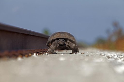 Nature Photography - Tortoise
