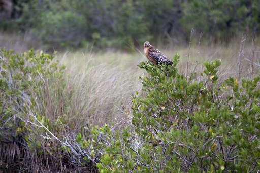 Nature Photography - Birds