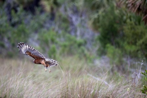 Nature Photography - Birds