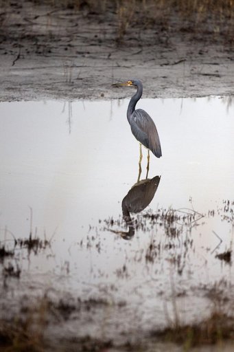 Nature Photography - Birds