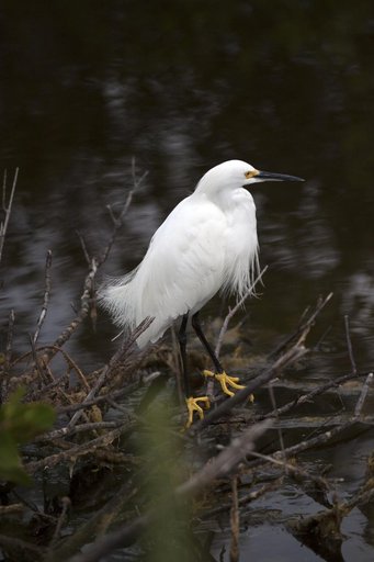 Nature Photography - Birds