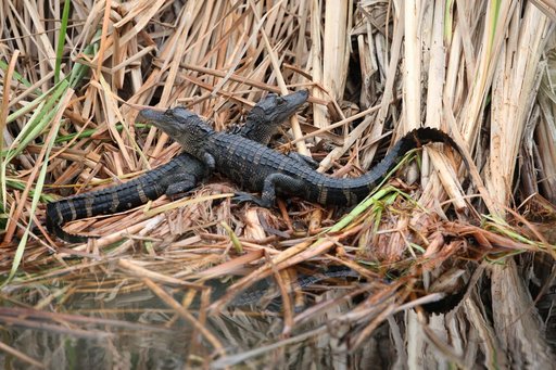 Nature Photography - Gators