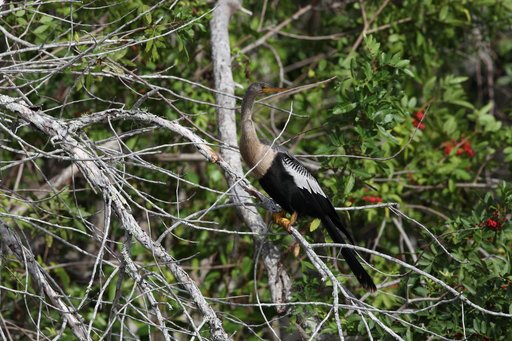 Nature Photography - Birds