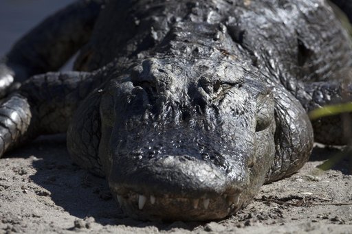 Nature Photography - Gators