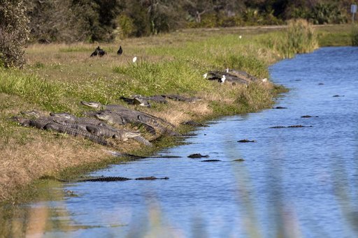 Nature Photography - Gators