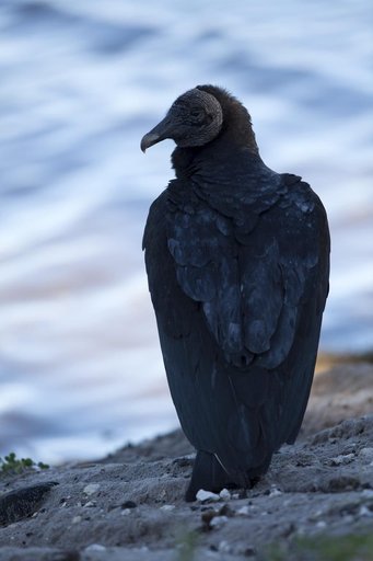 Nature Photography - Vultures