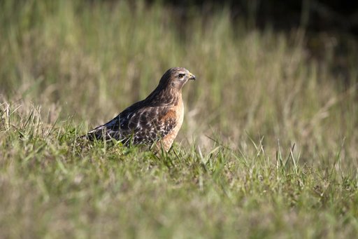 Nature Photography - Hawks