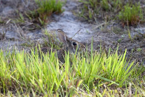 Wildlife Photography - Bunnies