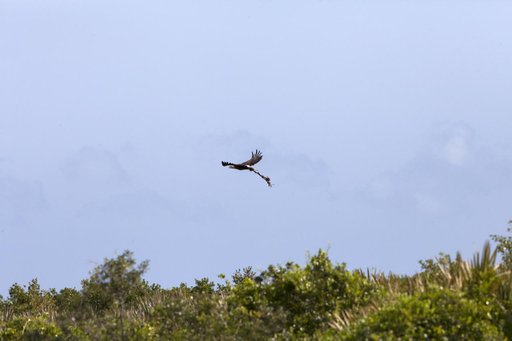 Wildlife Photography - Bald Eagle