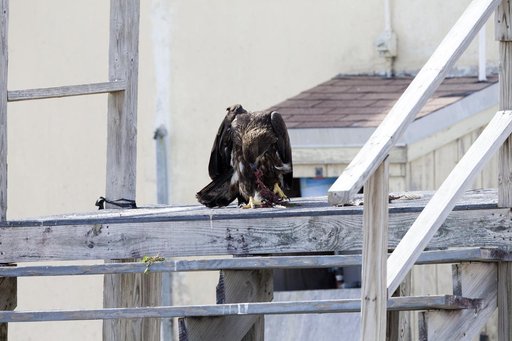 Wildlife Photography - Eagles