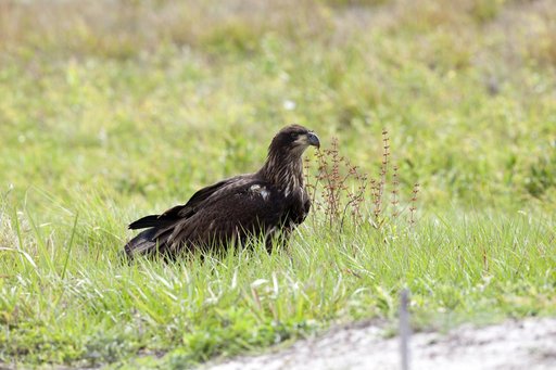 Wildlife Photography - Eagles
