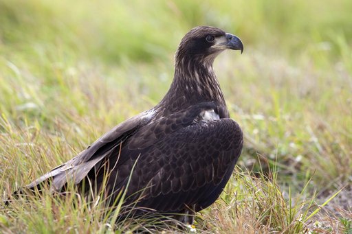 Wildlife Photography - Eagles