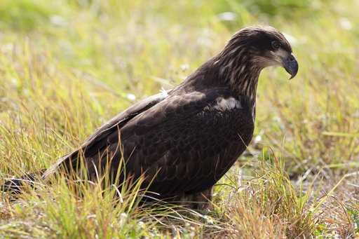 Wildlife Photography - Eagles