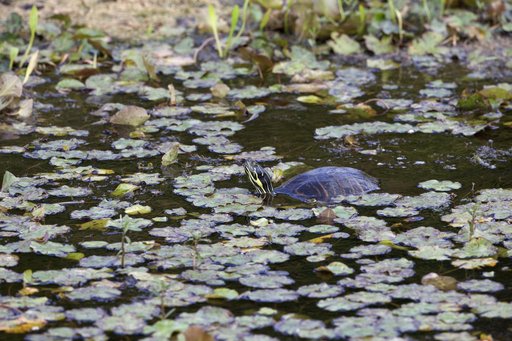 Wildlife Photography - Turtles