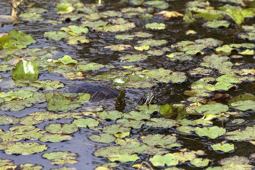 Wildlife Photography - Turtles