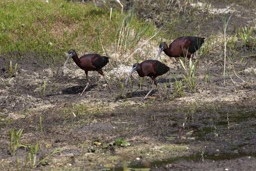 Wildlife Photography - Birds