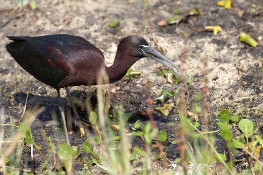 Wildlife Photography -  Birds