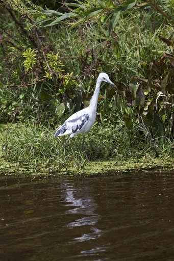 Wildlife Photography -  Birds