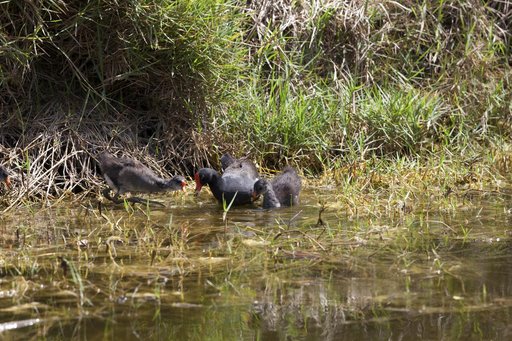 Wildlife Photography - Birds