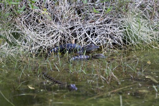 Wildlife Photography - Alligators