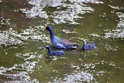 Wildlife Photography - Birds