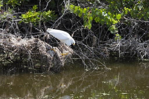 Wildlife Photography - Birds