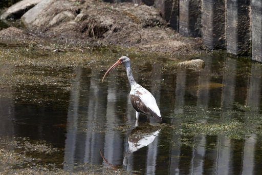Wildlife Photography - Birds