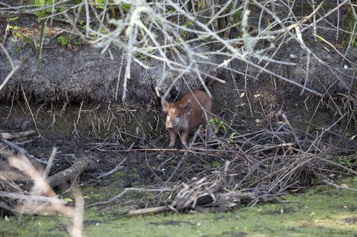 Wildlife Photography - Wild Pigs