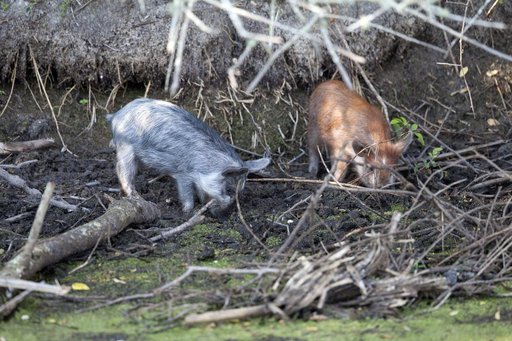 Wildlife Photography - Wild Pigs