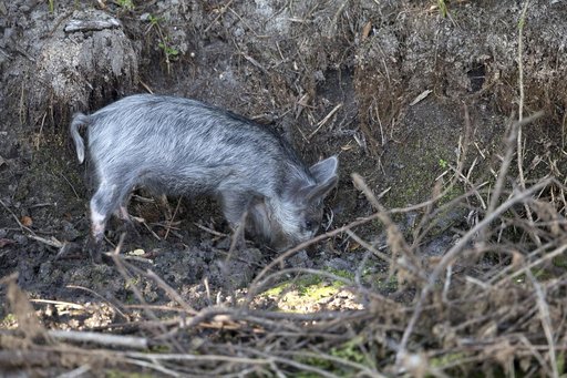 Wildlife Photography - Wild Pigs