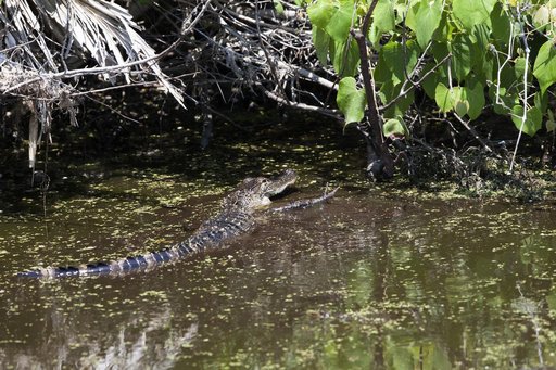 Wildlife Photography - Alligators