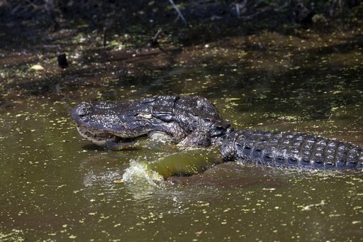 Wildlife Photography - Alligators