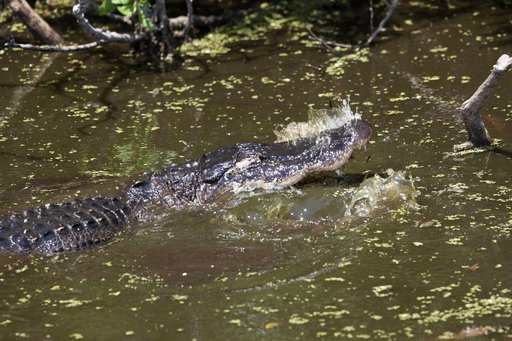 Wildlife Photography - Alligators