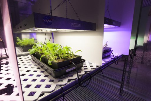 Training the Future - Interns Harvesting & Testing Plant Experim