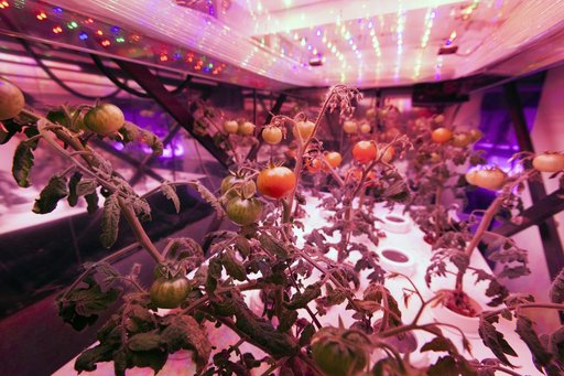 Training the Future - Interns Harvesting & Testing Plant Experim