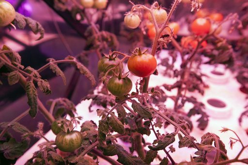 Training the Future - Interns Harvesting & Testing Plant Experim