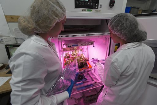 Seed Planting in Veggie Pillows