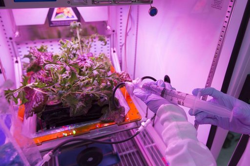 Seed Planting in Veggie Pillows