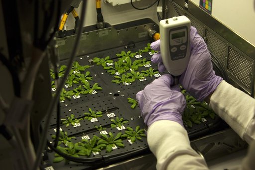 Advanced Plant Habitat Test Harvest