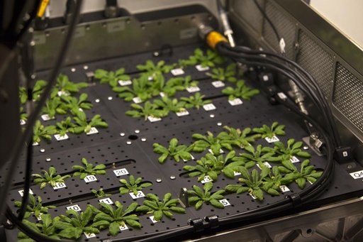 Advanced Plant Habitat Test Harvest