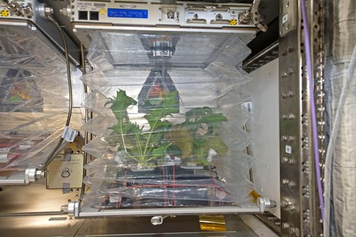 Veg-03D Experiment Onboard the International Space Station