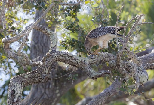 Wildlife Photography - Hawks