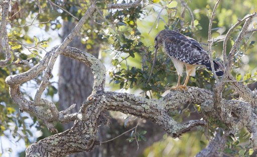 Wildlife Photography - Hawks