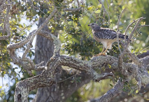 Wildlife Photography - Hawks